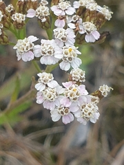 Achillea millefolium
