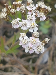 Achillea millefolium