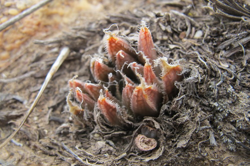 Haworthia nortieri