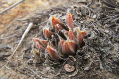 Haworthia nortieri