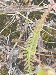 Achillea millefolium