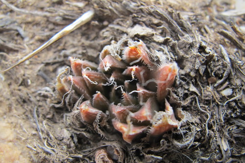 Image of Haworthia nortieri by (c) James Deacon, some rights reserved (CC BY-SA)