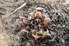 Haworthia nortieri