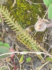 Achillea millefolium