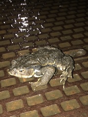 Bufo formosus