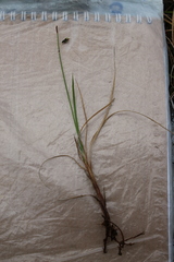 Carex rariflora