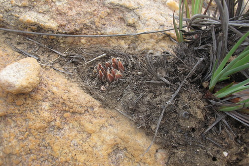 Haworthia nortieri