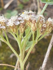 Achillea millefolium