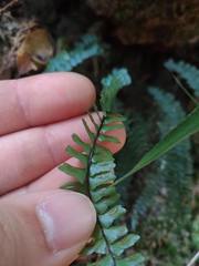 Asplenium pifongiae