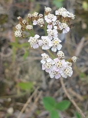 Achillea millefolium