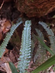 Asplenium pifongiae