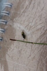 Carex rariflora