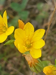 Blackstonia perfoliata