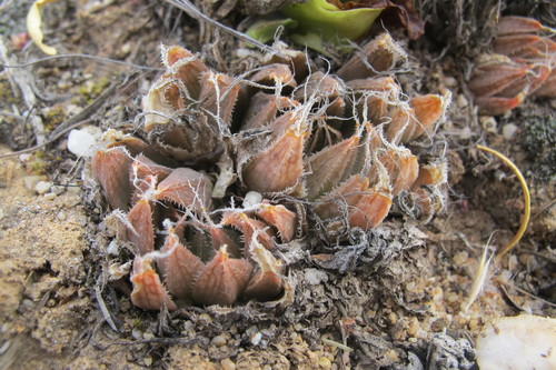 Haworthia nortieri