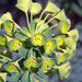 Euphorbia characias wulfenii - Photo (c) M a n u e l, algunos derechos reservados (CC BY-NC-ND)