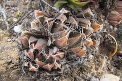 Haworthia nortieri