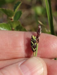 Carex rariflora