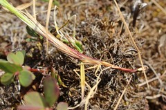 Carex rariflora