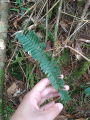 Hymenasplenium adiantifrons