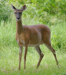 Odocoileus virginianus macrourus