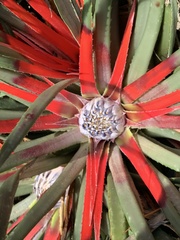 Fascicularia bicolor bicolor
