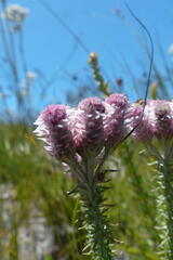 Lachnospermum umbellatum