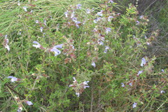 Salvia dentata