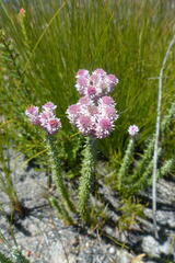Lachnospermum umbellatum