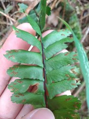 Hymenasplenium adiantifrons