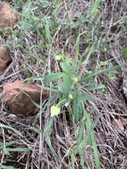 Dalechampia capensis