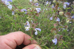 Salvia dentata
