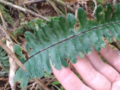 Hymenasplenium adiantifrons