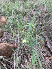 Dalechampia capensis
