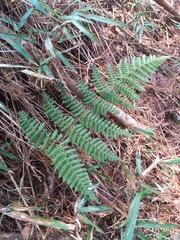 Dryopteris peranema