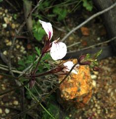 Pelargonium longicaule