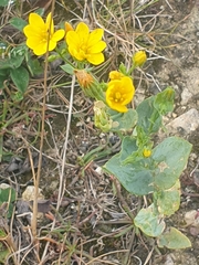Blackstonia perfoliata