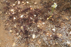 Drosera alba