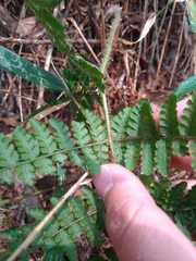 Dryopteris peranema