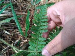Dryopteris peranema