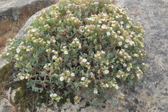 Oscularia comptonii