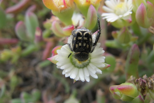Image of Oscularia Comptonii (Oscularia comptonii) by (c) James Deacon, some rights reserved (CC BY-SA)