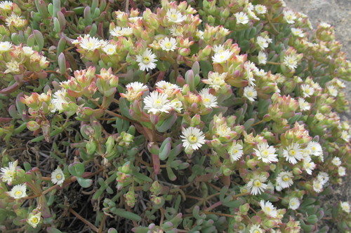 Image of Oscularia Comptonii (Oscularia comptonii) by (c) James Deacon, some rights reserved (CC BY-SA)