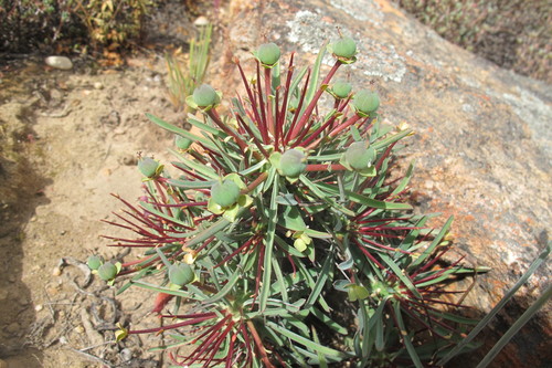 Image of Euphorbia loricata by (c) James Deacon, some rights reserved (CC BY-SA)