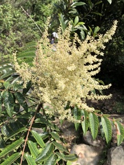 Rhus hypoleuca