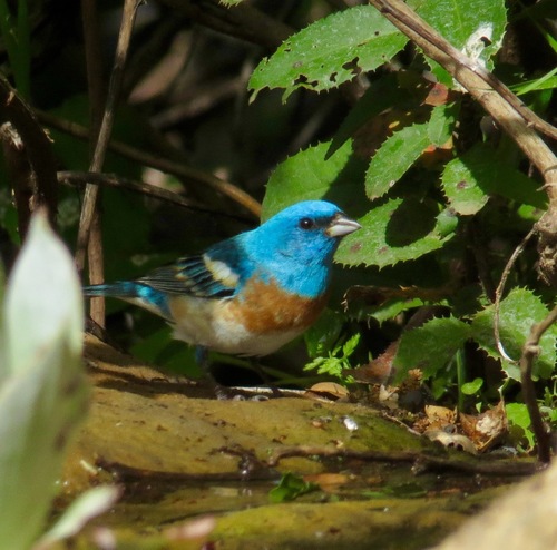 iNaturalist observation photo of Lazuli Bunting