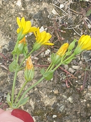 Blackstonia perfoliata