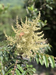 Rhus hypoleuca