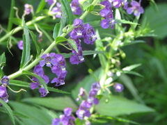 Angelonia biflora