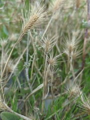 Hordeum geniculatum