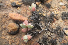 Braunsia maximilianii